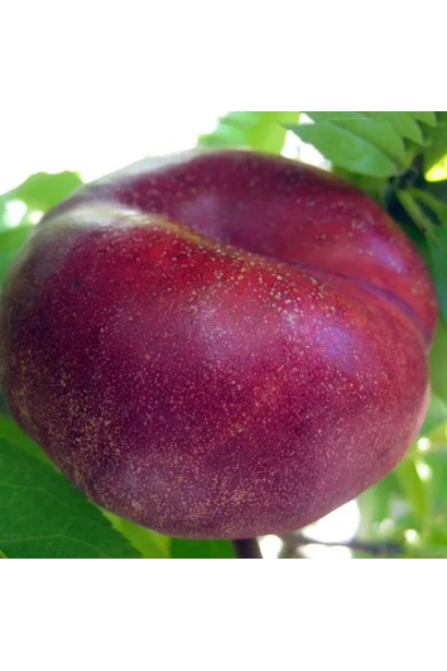 Плоди нектарину Концеттіна крупним планом